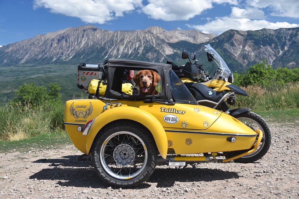 happy dog at the top of Kebler Pass